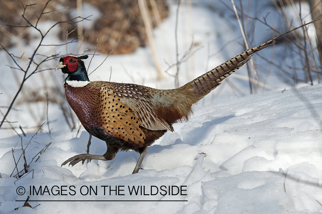 Ring-necked pheasant in winter habitat.