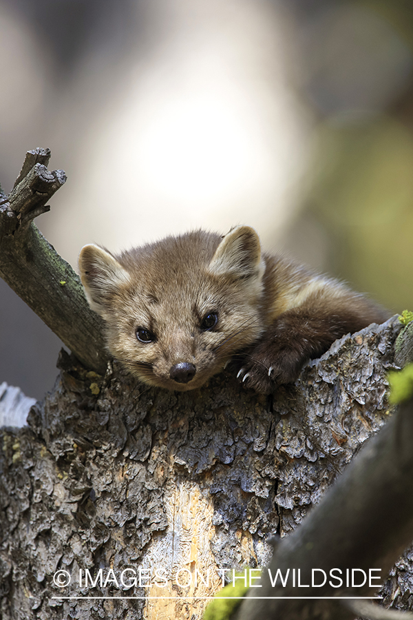 American Pine Marten in habitat.