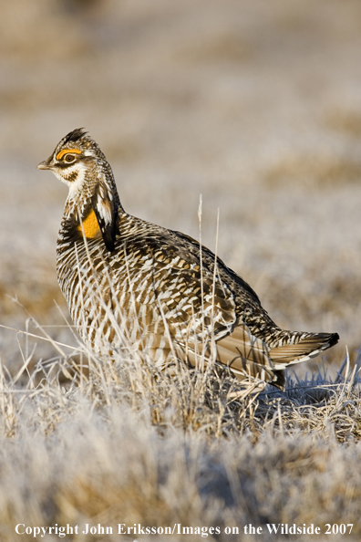 Greater Prairie Chicken in habitat.