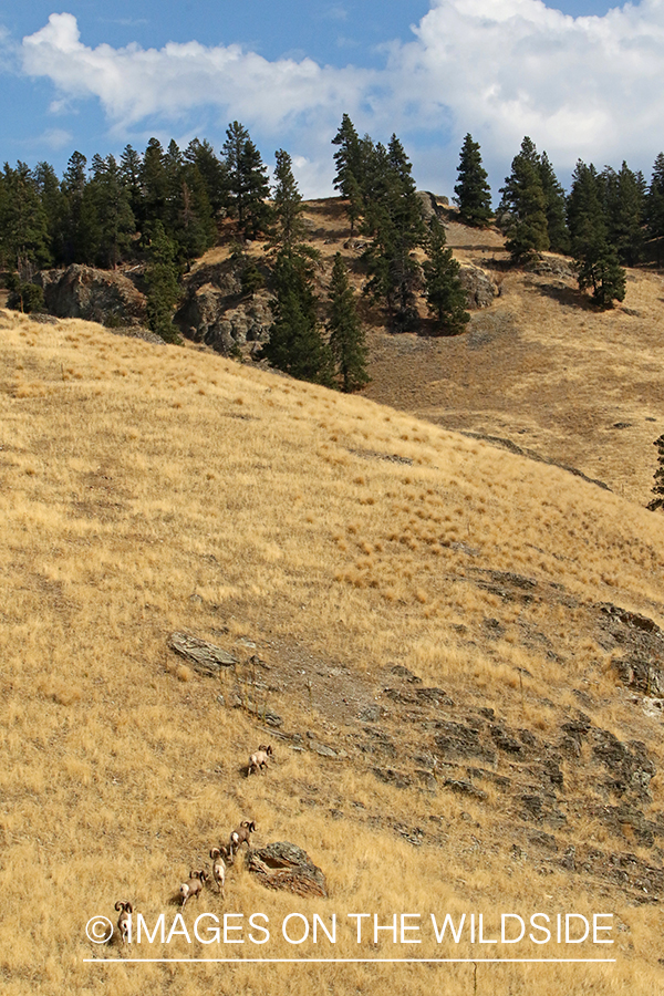 Group of Rocky Mountain Bighorn rams in field.