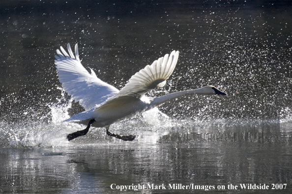 Trumpeter swans