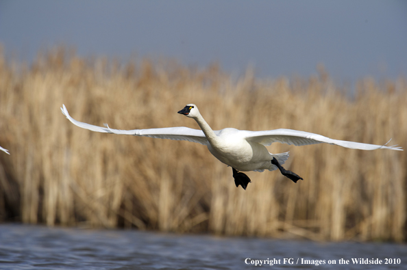 Whistling Swan in flight