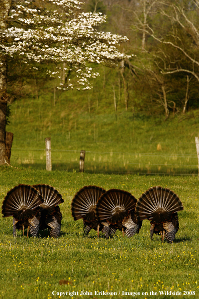 Eastern Wild Turkey butts