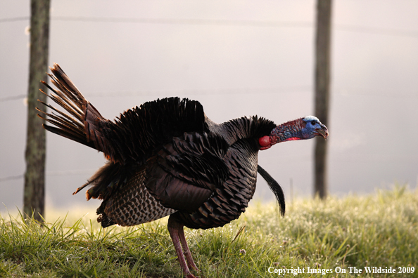 Eastern Wild Turkey in habitat