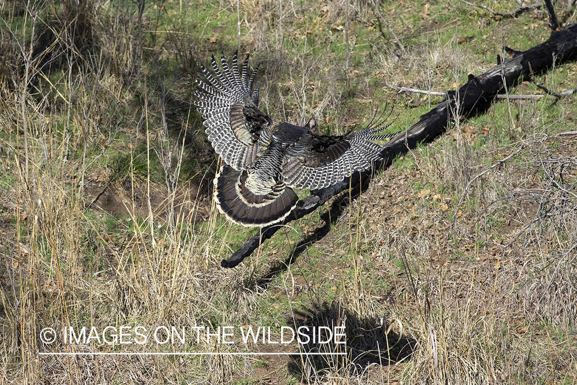 Rio Grande Turkeys flying.