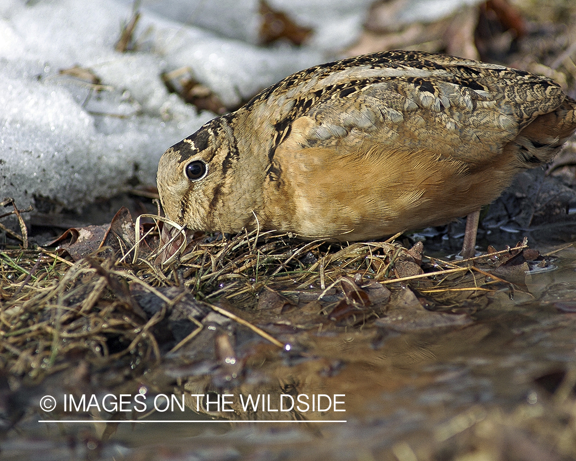 Woodcock probing for earthworms underground.