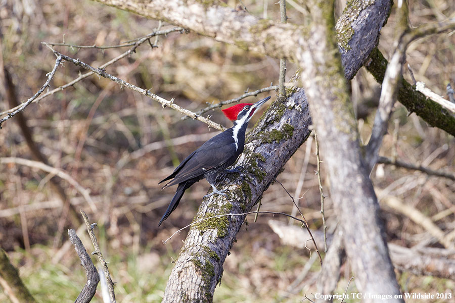 Pileated Woodpecker in habitat. 