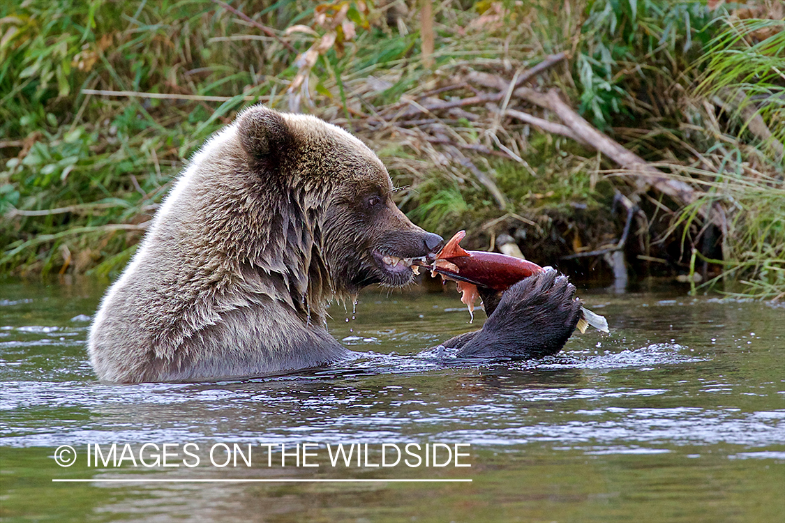 Brown Bear eating Salmon.