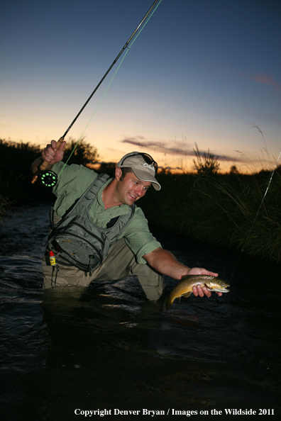 Flyfisherman releasing Brown Trout