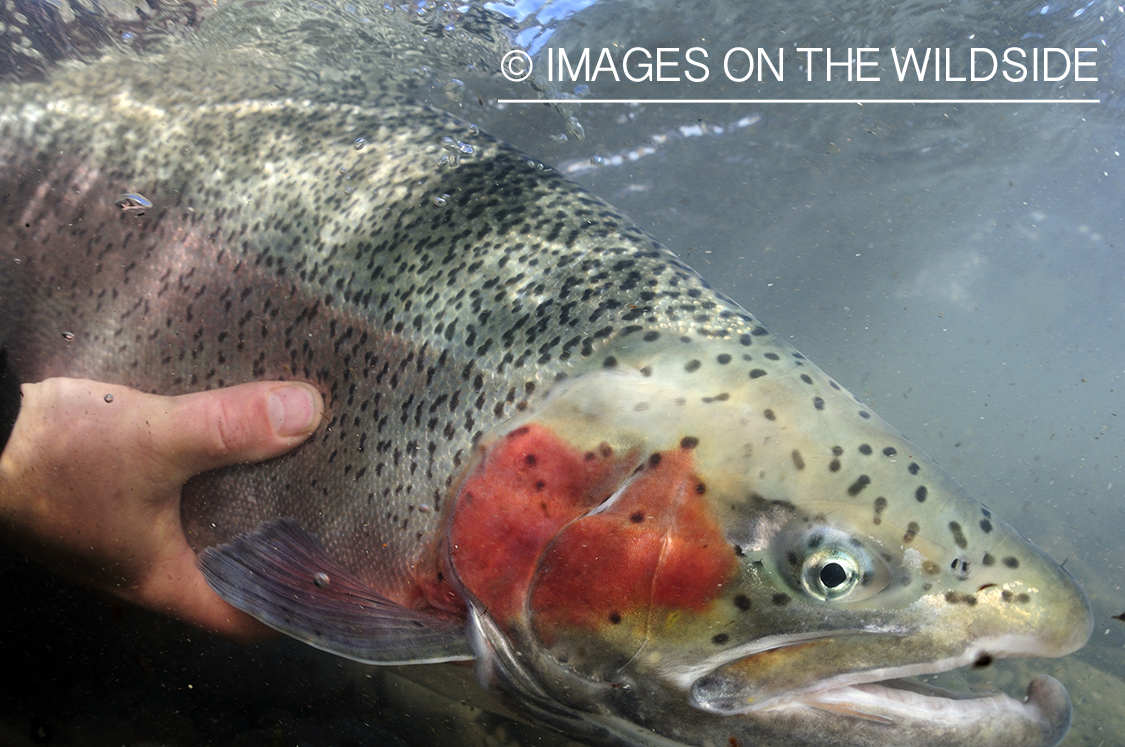 Flyfisher releasing rainbow trout.