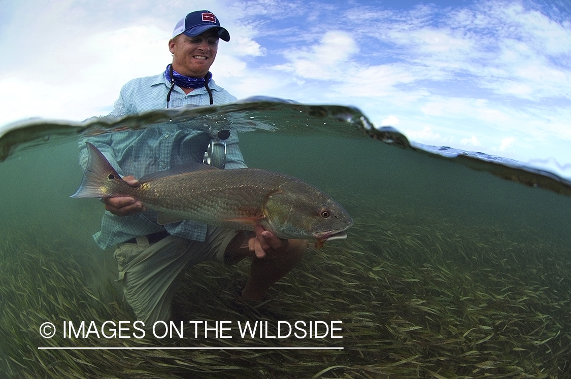 Flyfisherman releasing redfish.