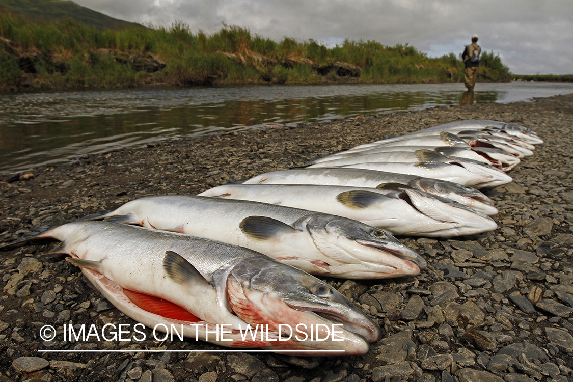 Harvested sockeye salmon on beach.