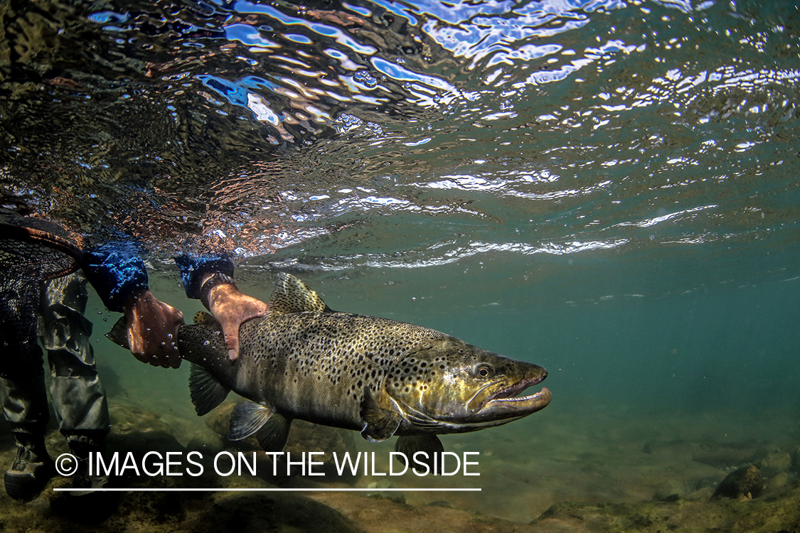 Flyfisherman releasing brown trout.