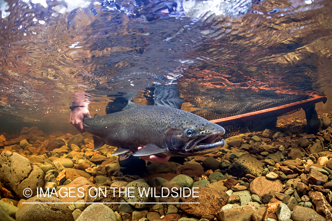 Flyfisherman releasing steelhead.