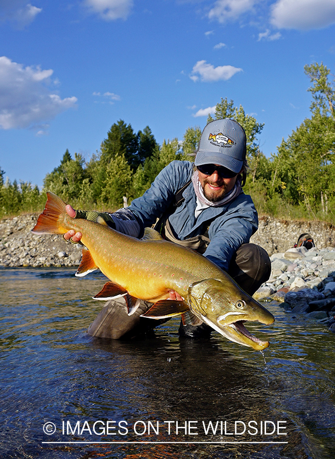 Flyfisherman releasing bull trout.