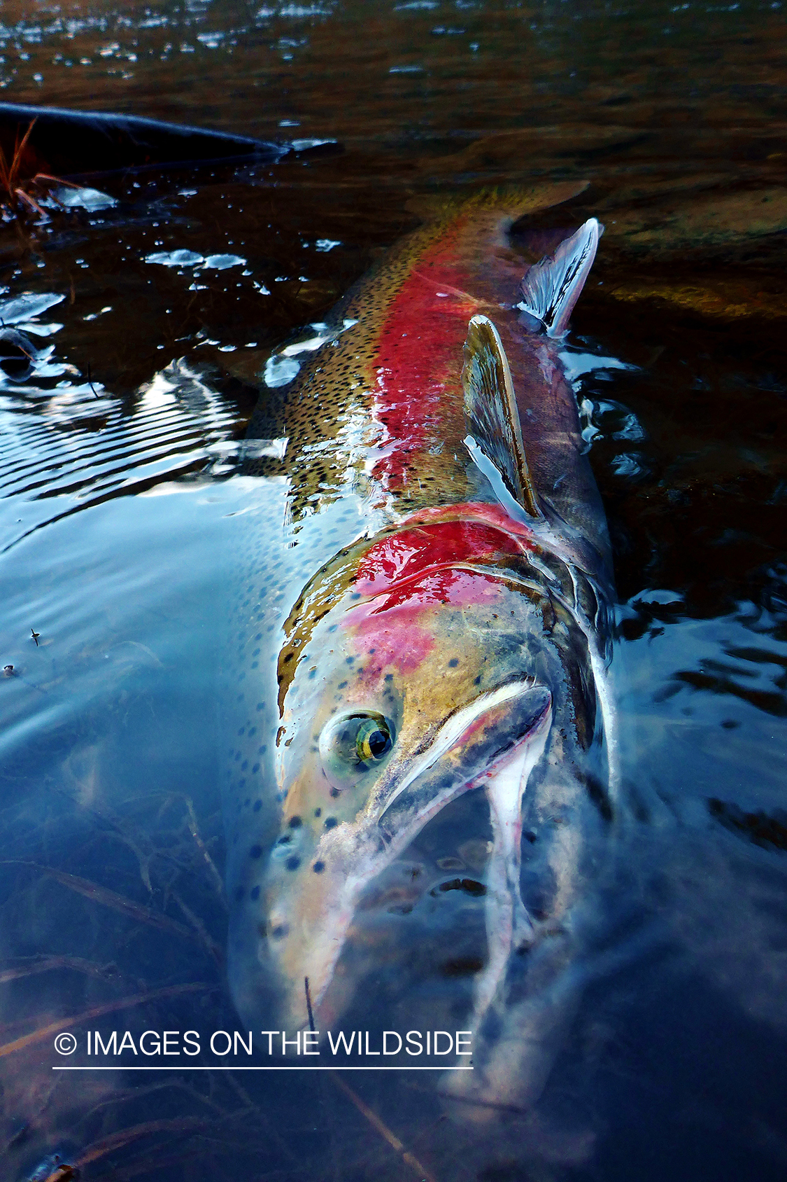 Rainbow Trout in stream.