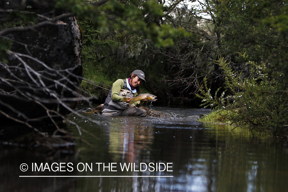 Flyfishing woman releasing brown trout.