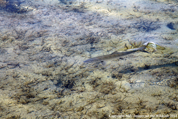 Bonefish in habitat. 