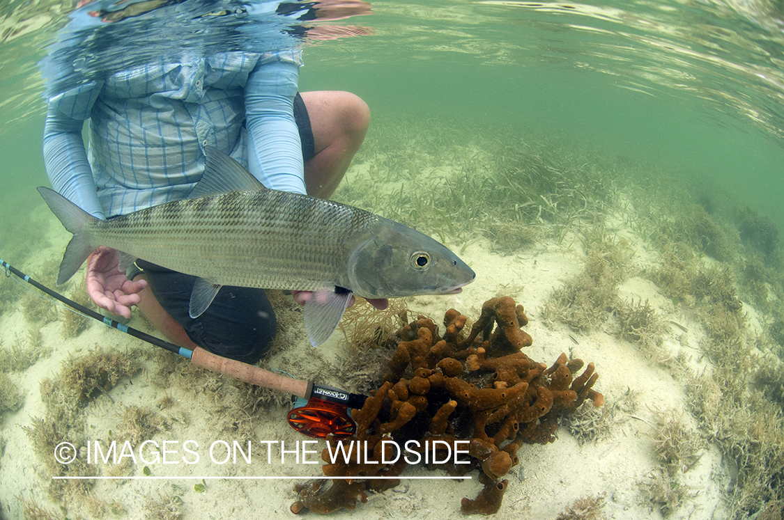 Flyfisherman releasing bonefish.