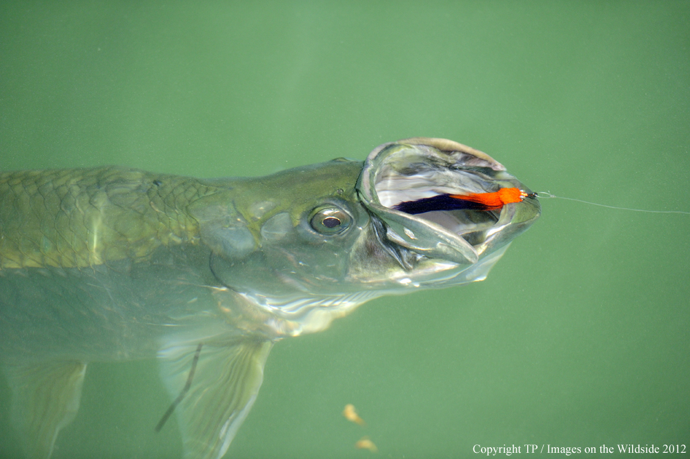 Hooked Tarpon. 