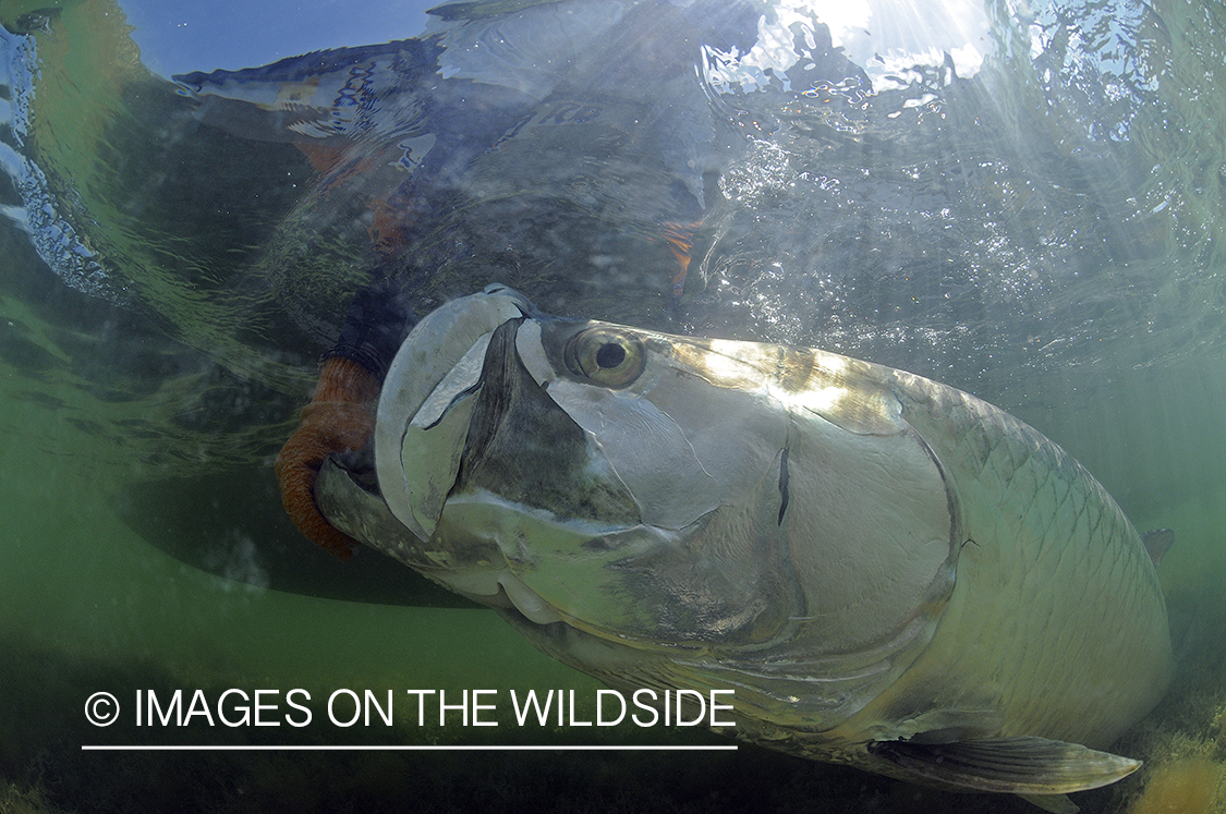 Flyfisherman releasing tarpon.