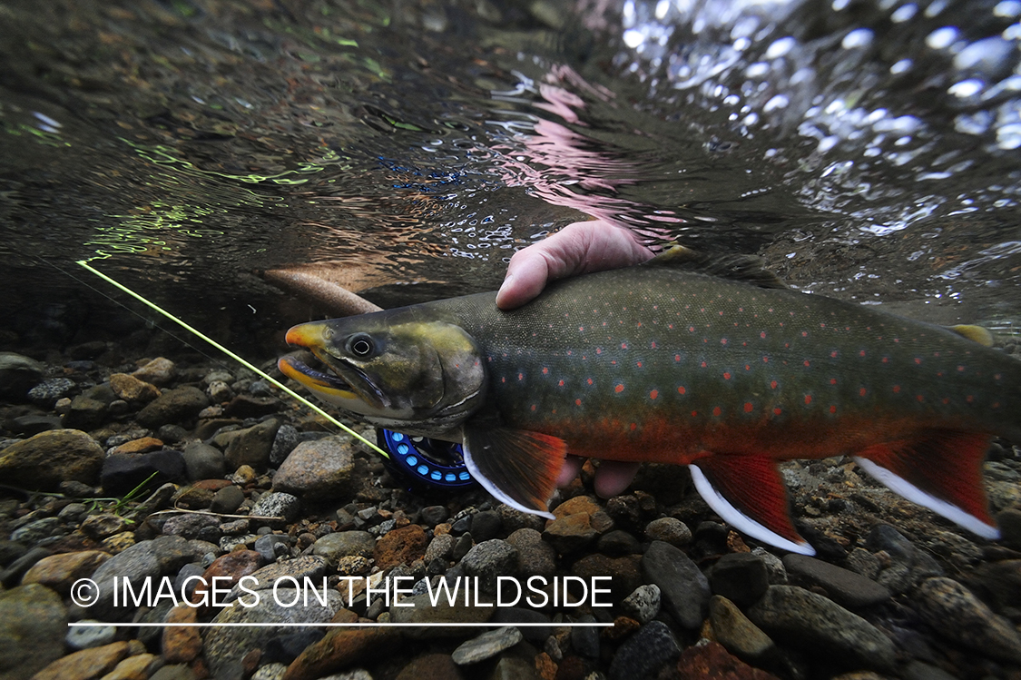 Fisherman releasing an Artic Char.