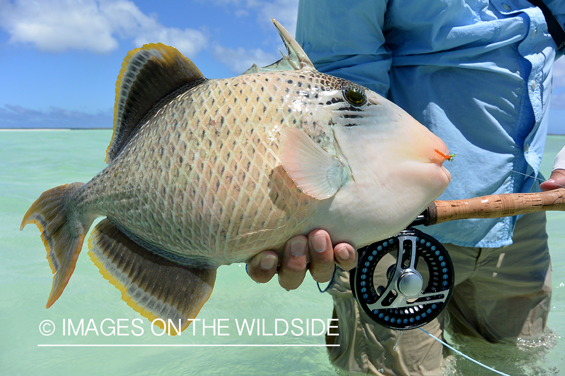 Saltwater flyfisherman releasing triggerfish, Christmas Island.