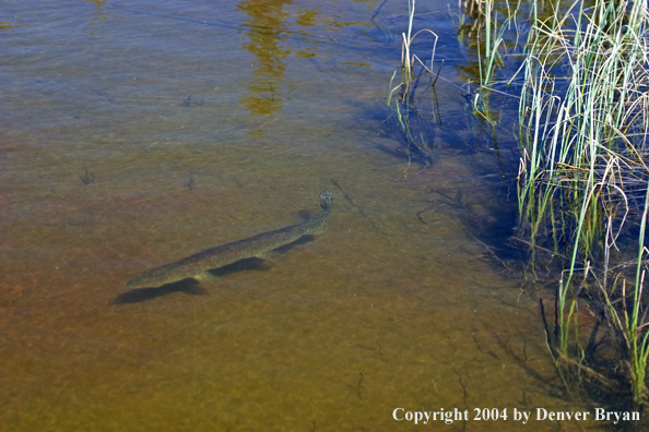 Northern pike cruising the shallows.