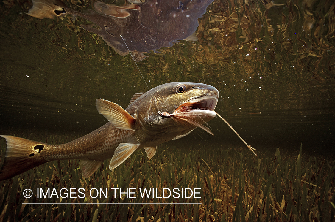 Redfish underwater