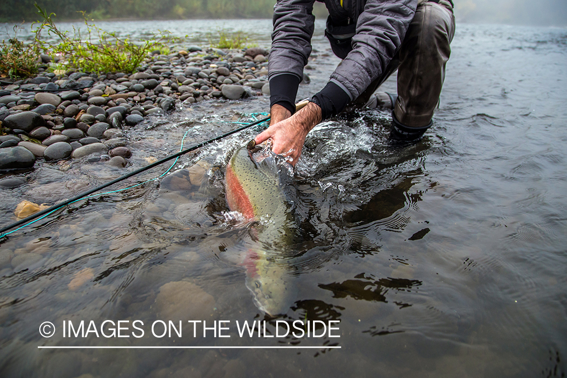 Steelhead fishing