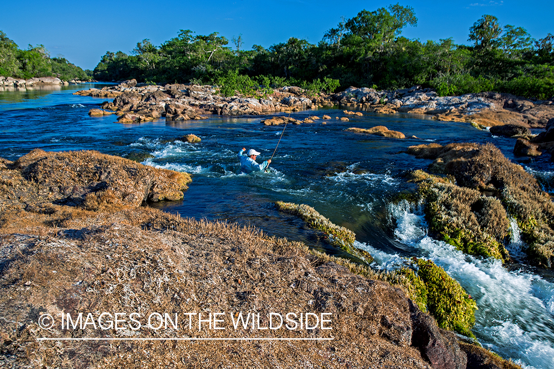 Flyfisherman wading through deep pool in river in Kendjam region, Brazil.