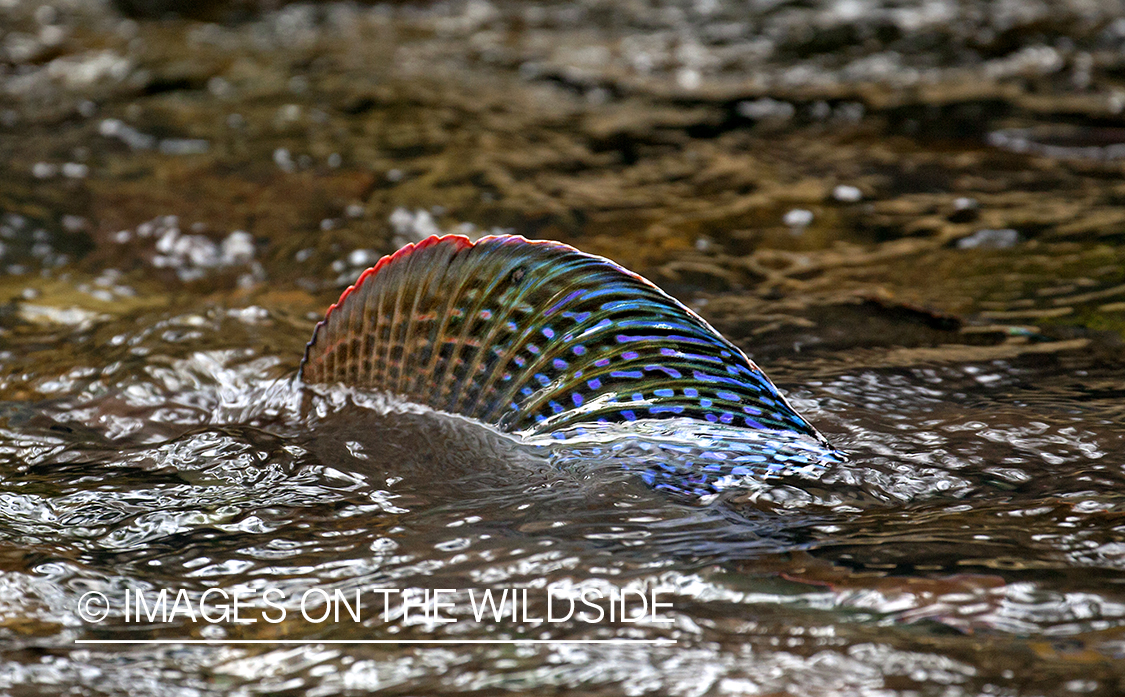 Spawning Grayling. 