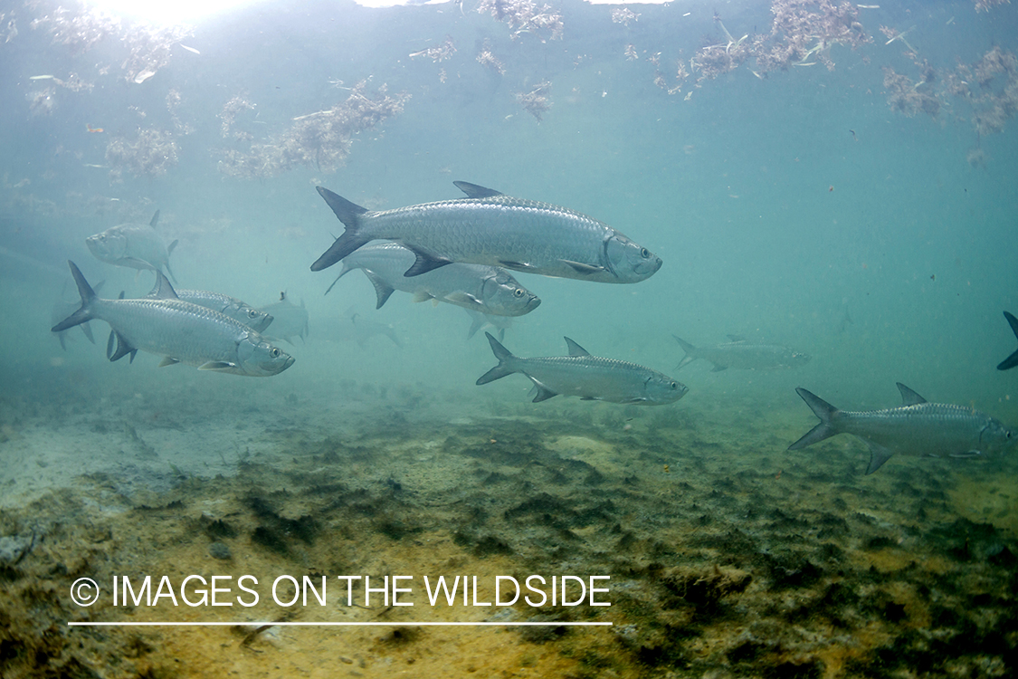 Tarpon underwater.