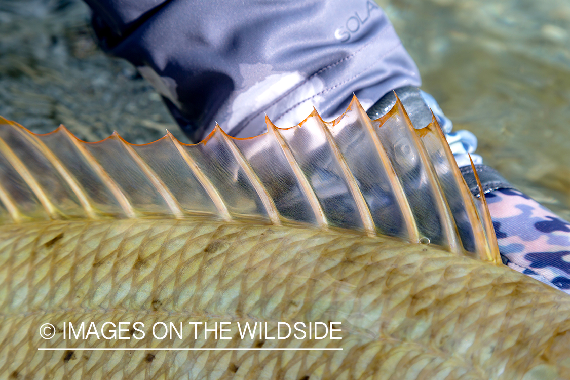 Closeup of yellow-lipped emperor fish dorsal fin. 