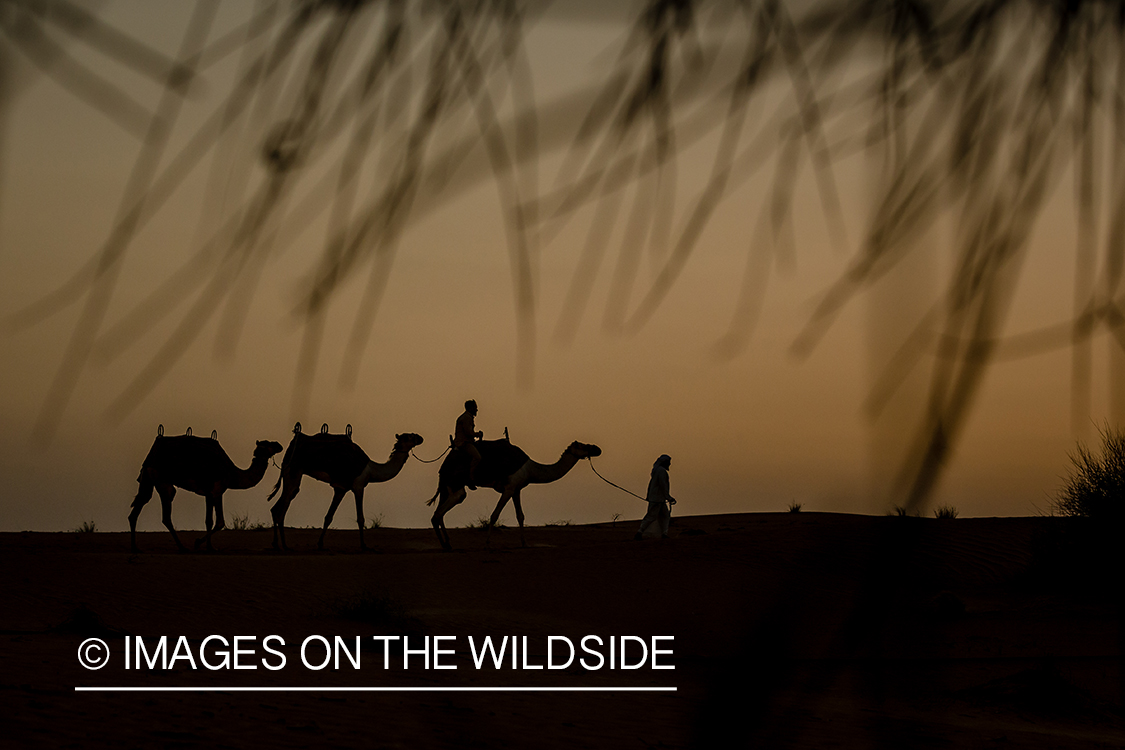 Leading string of camels over sand dunes.