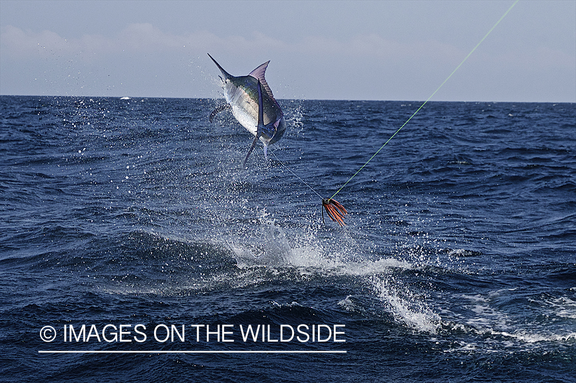 Deep sea fisherman fighting jumping black marlin.
