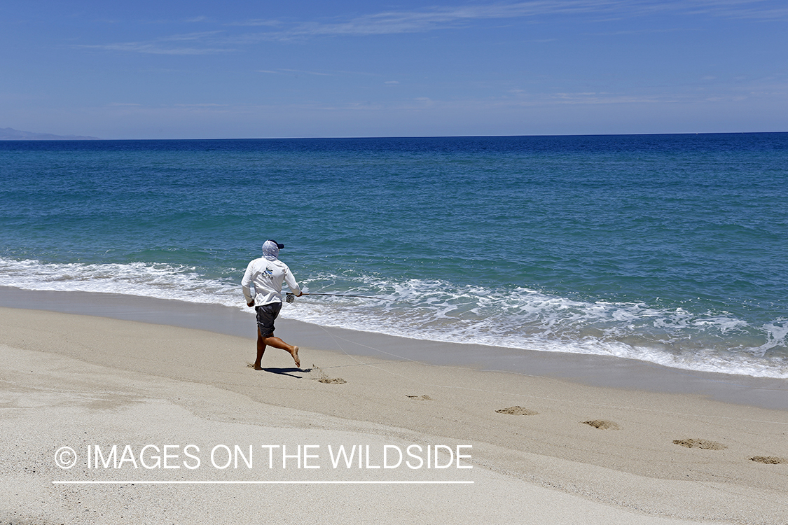 Chasing roosterfish on Baja Peninsula, Mexico.