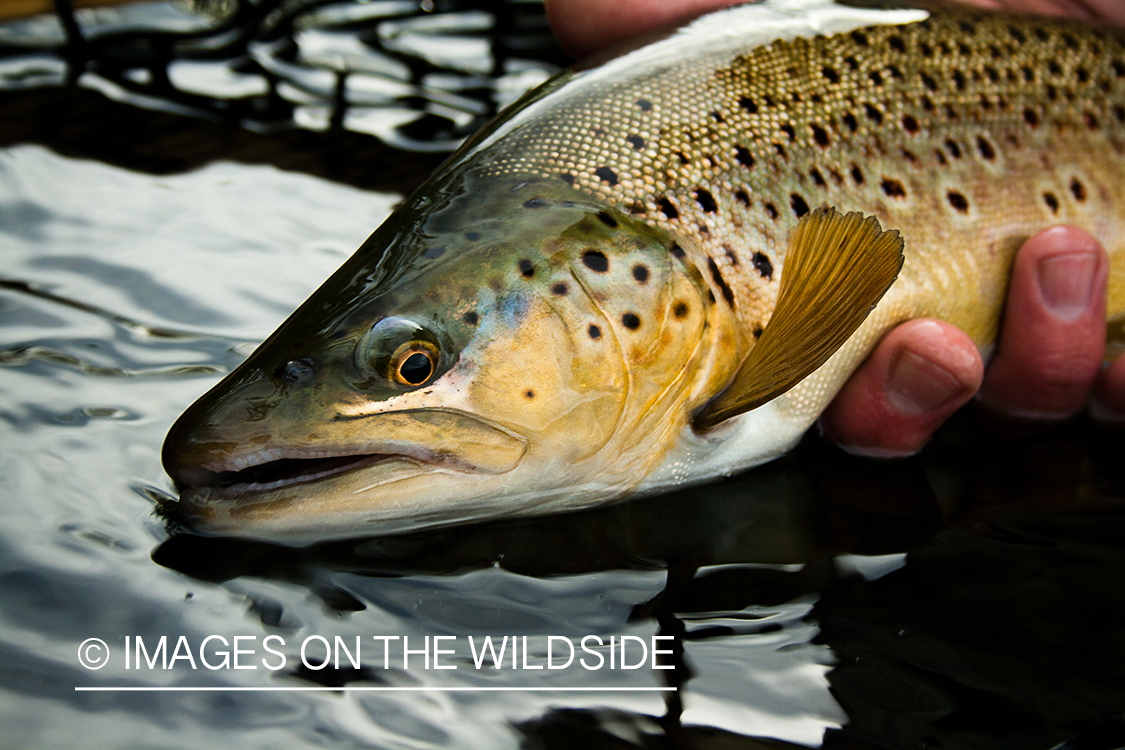 Brown trout.