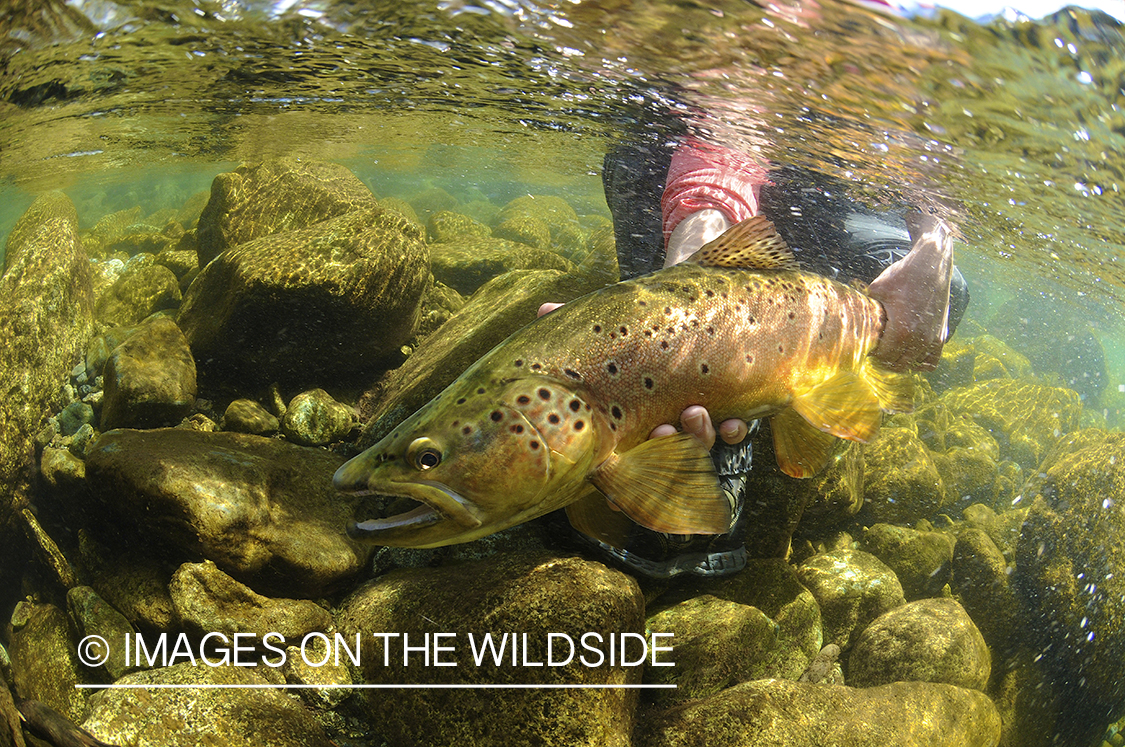 Brown trout in river in chile.