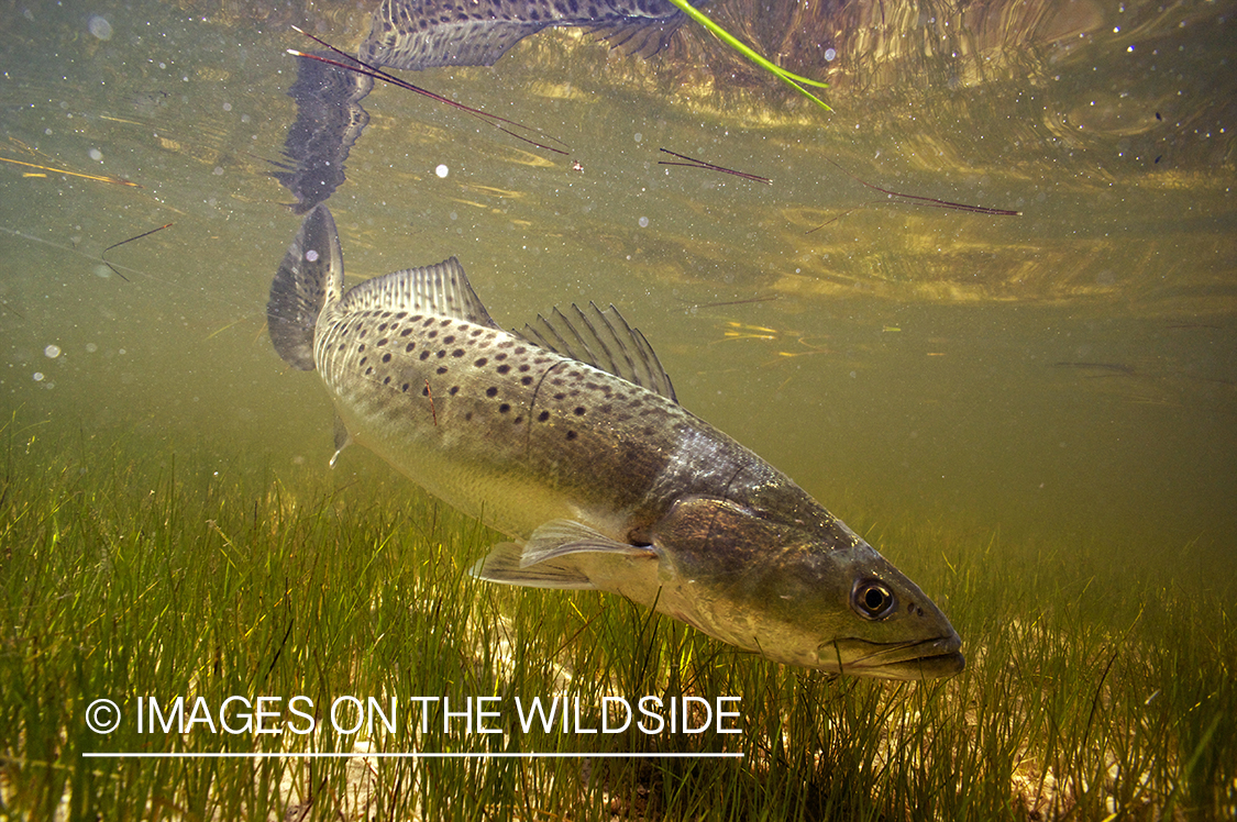 Sea Trout in habitat.