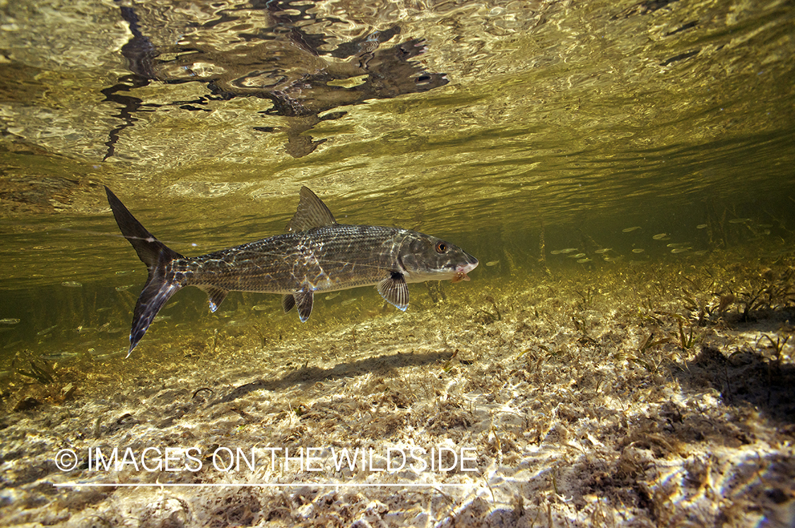 Bonefish underwater