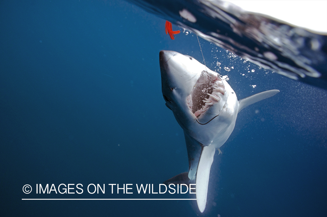 Shark on line while deep sea fishing.