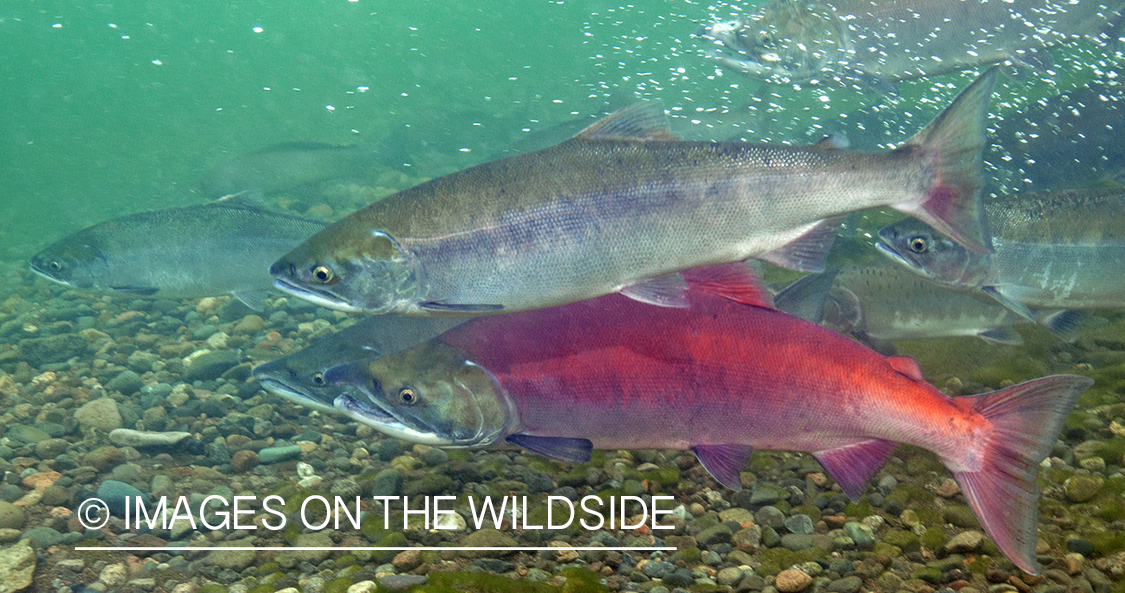 Sockeye Salmon. 