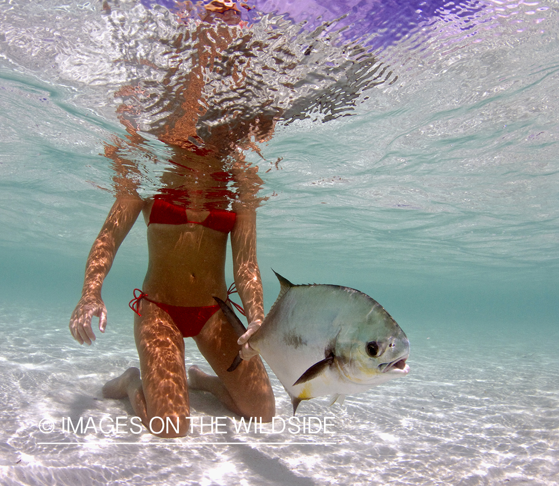 Woman flyfisher releasing permit fish. 