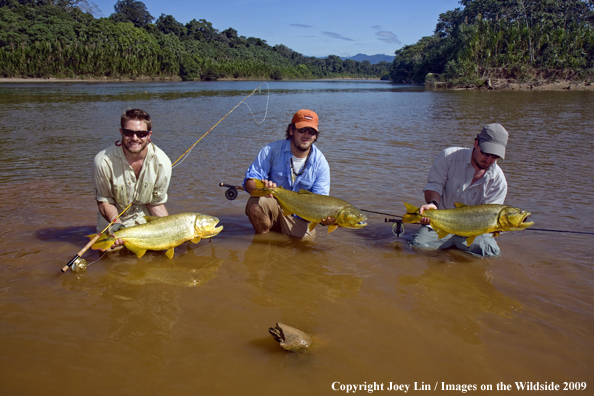 Flyfishermen holding Golden Dorados