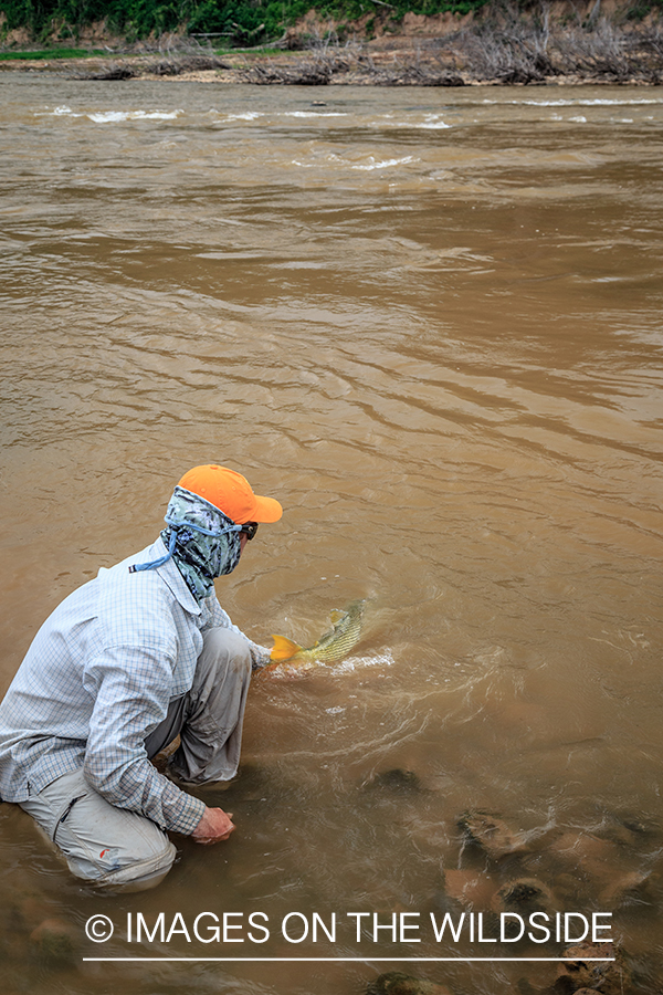 Flyfishing for Golden Dorado in Bolivia.