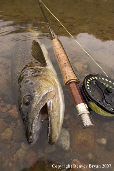 Close-up of brown trout.