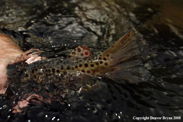 Brown Trout Tail