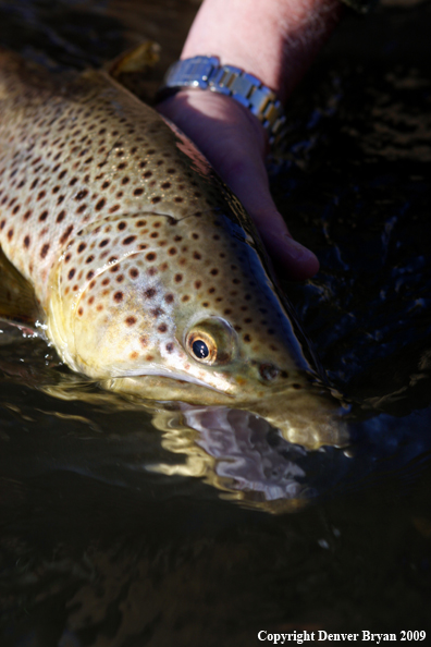 Large male brown trout