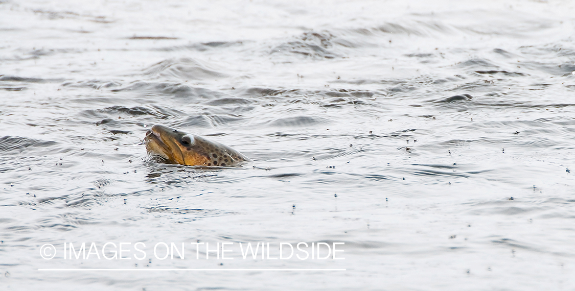 Brown Trout gluping insects on water surface. 